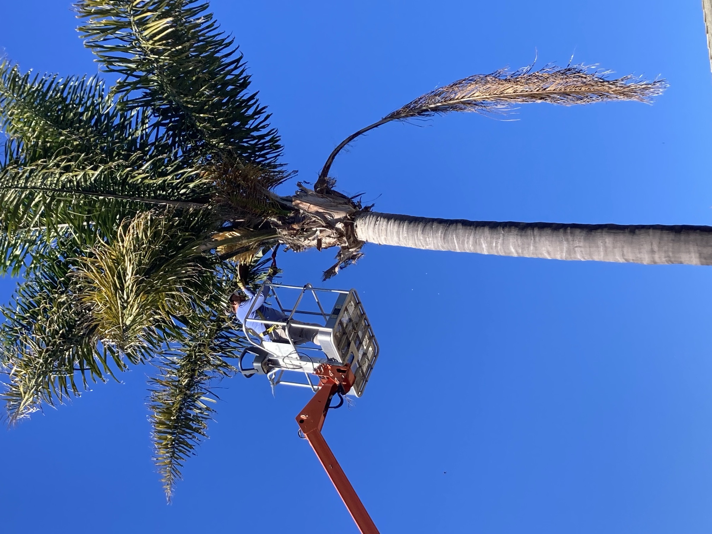 A man in a lift trimming a tall palm tree against a clear blue sky